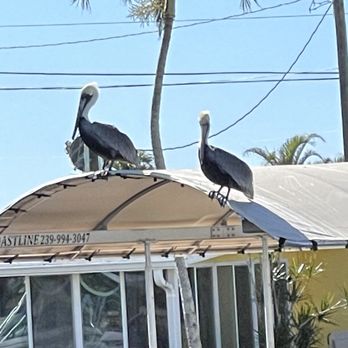 Phuzzy's Boat Shack - Pelicans waiting patiently - Seafood Near Me - Saint James City, Florida Phuzzy's Boat Shack - Pelicans waiting patiently - Seafood Near Me - Saint James City, Florida