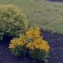 Photo of Sylvan Gardens Landscape Contractors