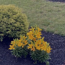 Sylvan Gardens Landscape Contractors