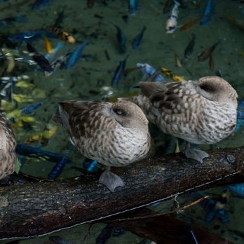 Gorilla Falls Exploration Trail - Marbled Teal ducks - Amusement Parks Near Me - Lake Buena Vista, Florida