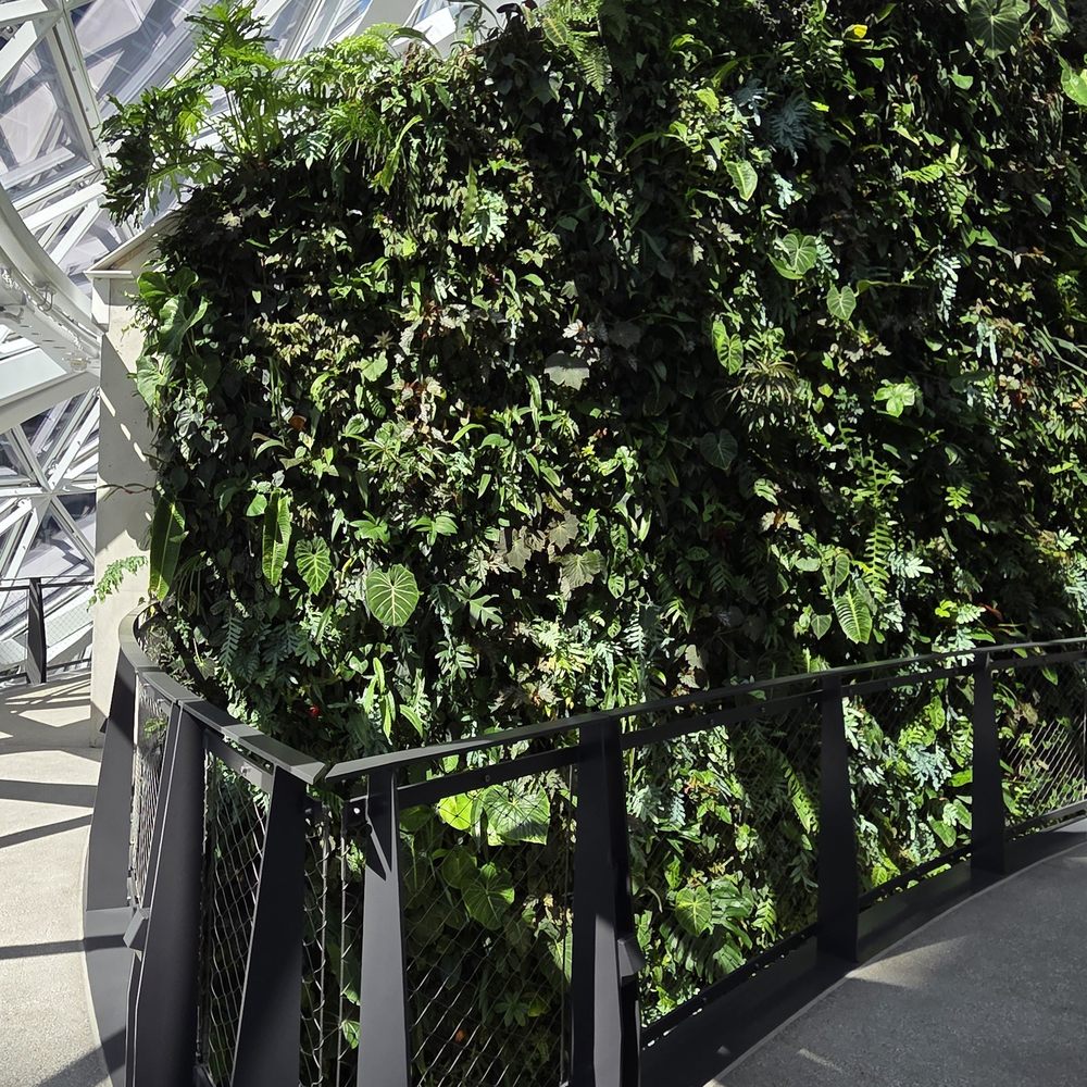 Amazon Spheres - Foliage - Botanical Gardens Near Me - Seattle, Washington