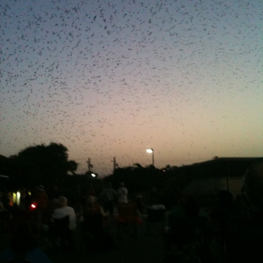 Purple Martin Parties - 8:55pm - Wildlife Hunting Ranges Near Me - Round Rock, Texas Purple Martin Parties - 8:55pm - Wildlife Hunting Ranges Near Me - Round Rock, Texas