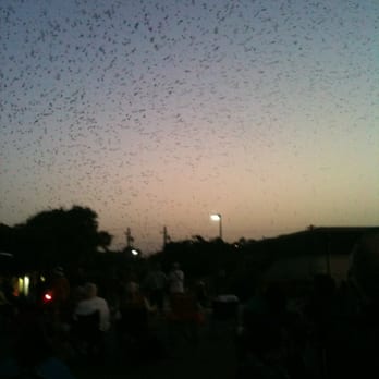 Purple Martin Parties - 8:55pm - Wildlife Hunting Ranges Near Me - Round Rock, Texas
