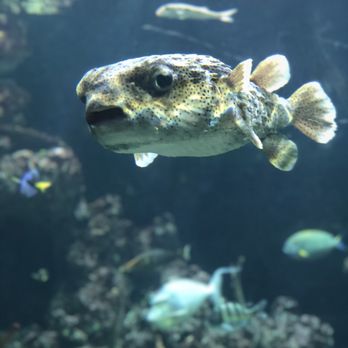 Seattle Aquarium - Aquariums Near Me - Seattle, Washington Seattle Aquarium - Aquariums Near Me - Seattle, Washington