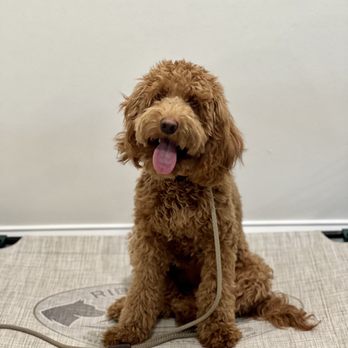 Ridgeside K9 Tampa - Pet Training Near Me Ridgeside K9 Tampa - Pet Training Near Me