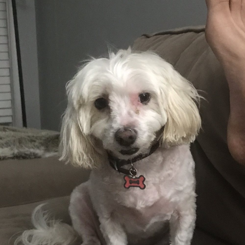 GOfetch - Pet Training Near Me - Long Beach, California