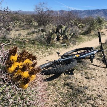 Honeybee Canyon Loop Trail - Barrel cacti fruit - Hiking Near Me - Oro Valley, Arizona