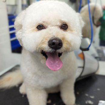 All Stage Canine Development - Ashley is the best! I really like All Stage Canine. It's clean and everyone that works there is supper nice. - Pet Training Near Me - Citrus Heights, California