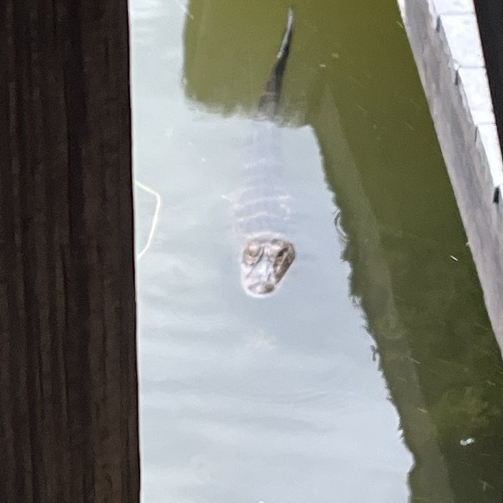 Fish Camp On Lake Eustis - Little gator - Seafood Near Me - Tavares, Florida