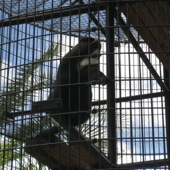 Monkey Jungle - Zoos Near Me - Miami, Florida Monkey Jungle - Zoos Near Me - Miami, Florida