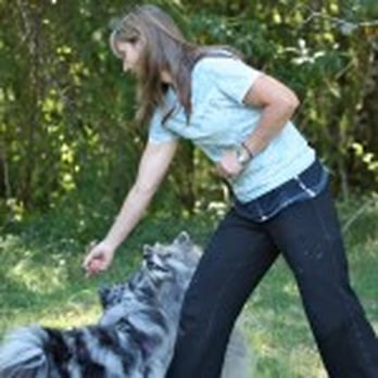 Pawsitive Pet - Learning through fun games - Pet Training Near Me Pawsitive Pet - Learning through fun games - Pet Training Near Me
