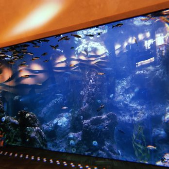 Seattle Aquarium - Aquariums Near Me - Seattle, Washington Seattle Aquarium - Aquariums Near Me - Seattle, Washington