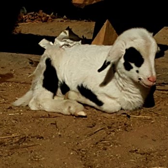 Ride The Sky Stables - Very sweet, friendly baby lamb. - Horseback Riding Near Me - Apex, North Carolina Ride The Sky Stables - Very sweet, friendly baby lamb. - Horseback Riding Near Me - Apex, North Carolina