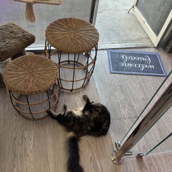 Cat Cafe Rescue - Pet Adoption Near Me - Chino Hills, California Cat Cafe Rescue - Pet Adoption Near Me - Chino Hills, California