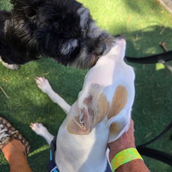 Kamp Kelly - Iris getting human comfort and making doggie friends at Kamp Kelly - Pet Boarding Near Me - Desert Hot Springs, California
