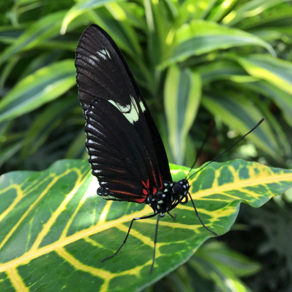 Cambridge Butterfly Conservatory - Botanical Gardens Near Me - Cambridge, Ontario Cambridge Butterfly Conservatory - Botanical Gardens Near Me - Cambridge, Ontario