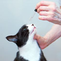 Pets First Diane's Priority Pet Care