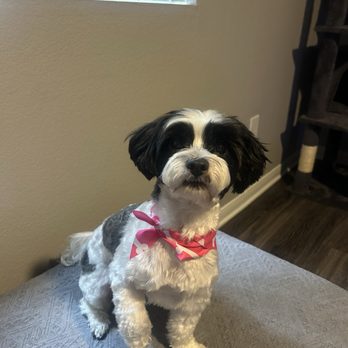 The Rich Groomer - Full haircut - Pet Groomers Near Me - Sacramento, California