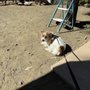 Bipi Gi's Uptown Dog