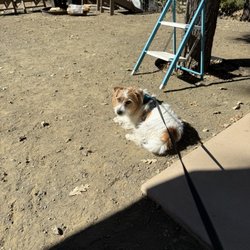 Bipi Gi's Uptown Dog - My pet