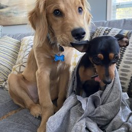 Our Pups ! Our Pups !