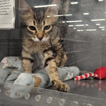 PetSmart - Squirrel. - Pet Stores Near Me - SURPRISE, Arizona