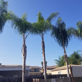 All Access Tree Care - Completed project - Tree Services Near Me - El Cajon, California All Access Tree Care - Completed project - Tree Services Near Me - El Cajon, California