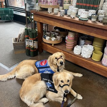 Healing Paws - Pet Training Near Me - Citrus Heights, California Healing Paws - Pet Training Near Me - Citrus Heights, California