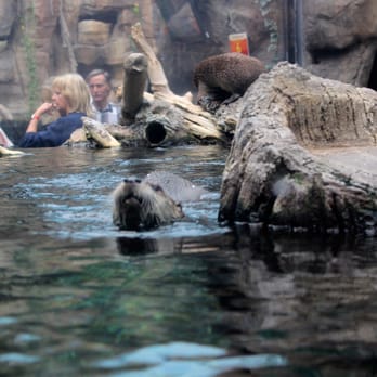 Downtown Aquarium - Otter! - Museums Near Me - Denver, Colorado