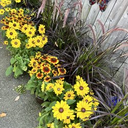 Infinite Blooms Garden Center and Gift Shop - Fall favorites