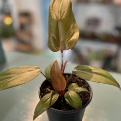 The Green House Garden Store
