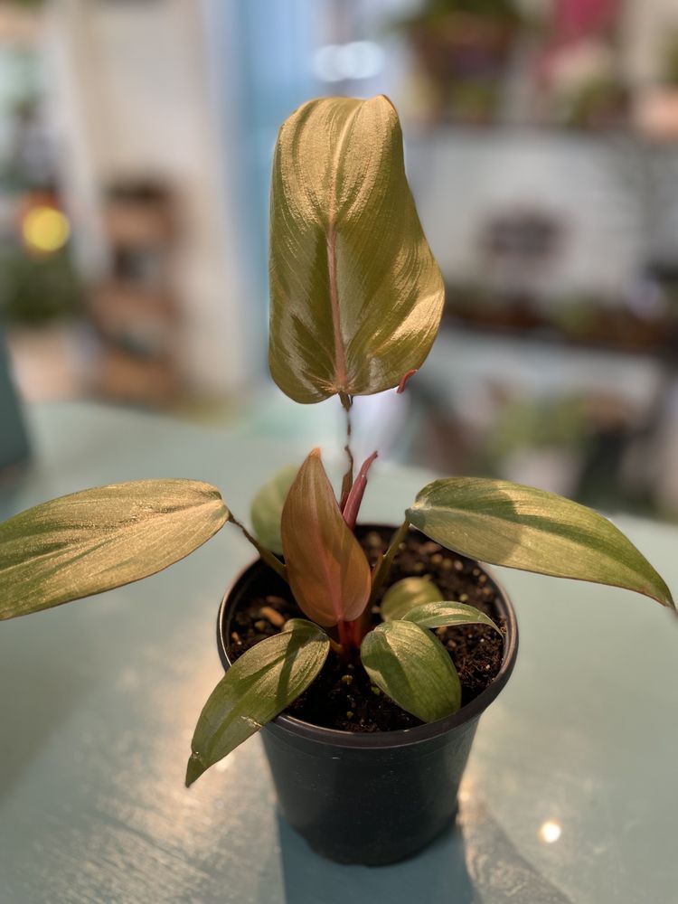 The Green House Garden Store Image