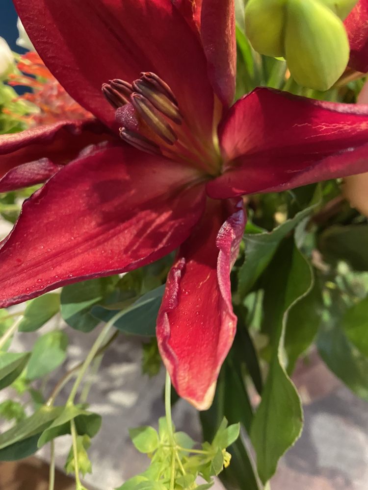 WEST VAN FLORIST HOME & GARDEN Updated October 2024 17 Reviews