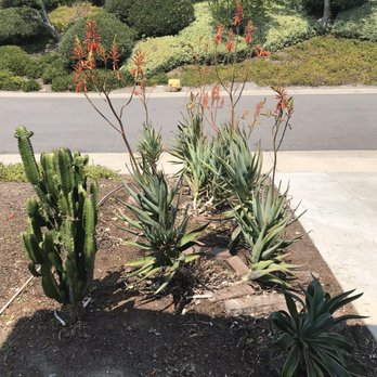 Benito's Gardening - After #1 - Tree Services Near Me - San Juan Capistrano, California Benito's Gardening - After #1 - Tree Services Near Me - San Juan Capistrano, California