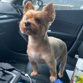 The Pet Salon by Janae - Pet Groomers Near Me - Merced, California The Pet Salon by Janae - Pet Groomers Near Me - Merced, California