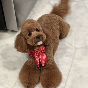 Mimo - University Heights - Kopa different cut - Pet Groomers Near Me - San Diego, California Mimo - University Heights - Kopa different cut - Pet Groomers Near Me - San Diego, California