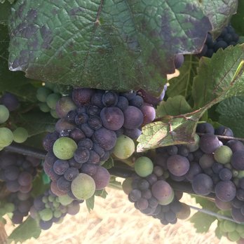 Sarah's Vineyard - Wine Tasting Room Near Me - Gilroy, California