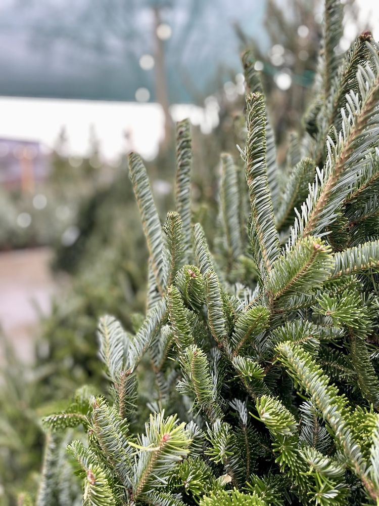 PAT’S FARMS GARDEN CENTER Updated May 2024 51 Photos 1126 Merrick Ave, Merrick, New York