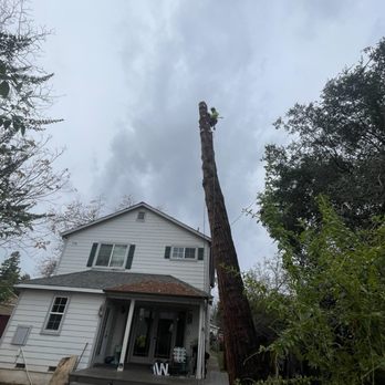 Tailored Tree Service - Branches gone. You can really see the lean. - Tree Services Near Me - El Dorado Hills, California Tailored Tree Service - Branches gone. You can really see the lean. - Tree Services Near Me - El Dorado Hills, California