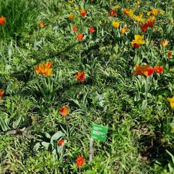 Schau- und Sichtungsgarten Hermannshof e.V. - Impressionen