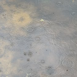 Chatham County Wetlands Preserve