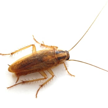 Panther Pest Control - Pest Control Near Me - London, BNE Panther Pest Control - Pest Control Near Me - London, BNE