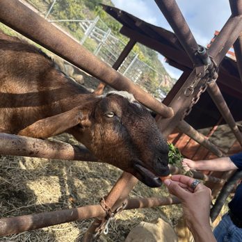 Canzelle Alpacas - Farms Near Me - Carpinteria, California Canzelle Alpacas - Farms Near Me - Carpinteria, California
