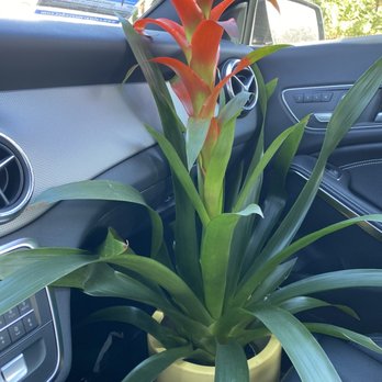 Blvd Nursery - Nurseries & Gardening Near Me - Pasadena, California Blvd Nursery - Nurseries & Gardening Near Me - Pasadena, California
