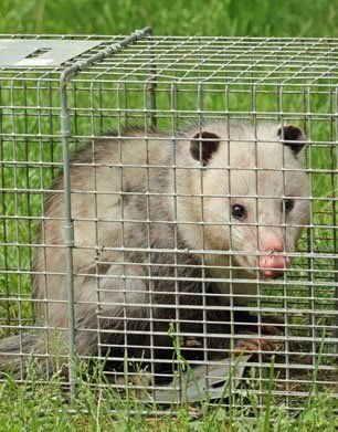 Opossum Removal - Trust our animal removal specialists to safely and effectively remove opossums from your residential or commercial property with ease. We have the trapping experience you need at a price you can afford, so give Able Wildlife a call today!
We have years of experience in this field and guarantee effective opossum removal services. Discover how easy it is to install preventative measures for your home or business and keep animals from living on your property with the help of Able Wildlife Opossum Removal - Trust our animal removal specialists to safely and effectively remove opossums from your residential or commercial property with ease. We have the trapping experience you need at a price you can afford, so give Able Wildlife a call today!
We have years of experience in this field and guarantee effective opossum removal services. Discover how easy it is to install preventative measures for your home or business and keep animals from living on your property with the help of Able Wildlife
