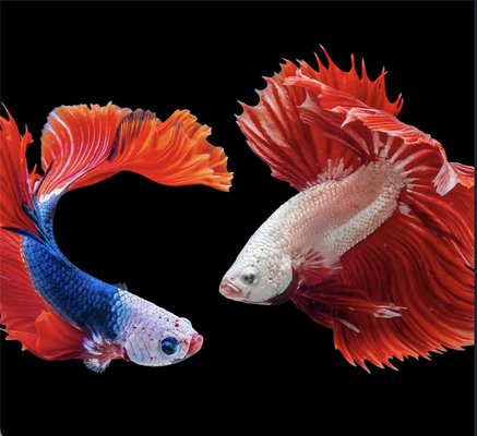 Tropical Fish - 10000 gallons of freshwater plants and fish with all new fish quarantined for 5 days to ensure impeccable fish health. Our store is designed with elegance and class and you’ll sure to be blown away when you visit us. Whether you are looking for a complete setup, adding new fish or reptiles, or wanting live plants for both aquariums and terrariums in our one stop shop. Our store will have it all.

 Our #1 priority is the health of our animals. Our racks are all chemical free with natural and biological filtration to give our animals the best quality of life while in our store. We want every customer to be satisfied no matter the purchase.

Our beautifully designed store with thoroughly impress the unimpressible.