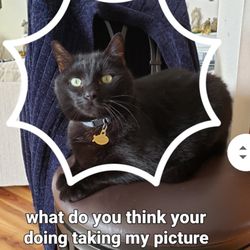 Printing Specialist Corporation - Lost BEAR 13 yr family cat Last seen at 534 Little Richie Hwy in front of The Bank of Glenn Burnie. WENT towards Robinson Rd. 540-333-2900.