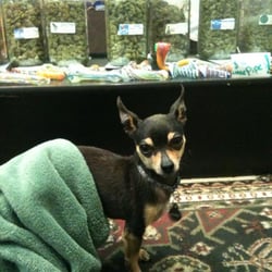 Wellness Earth Energy Dispensary - Jonathan the Security Chihuahua is on duty...after a quick nap of course.
