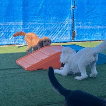Pawz N' Clawz - Pet Groomers Near Me - Cleveland, Tennessee Pawz N' Clawz - Pet Groomers Near Me - Cleveland, Tennessee