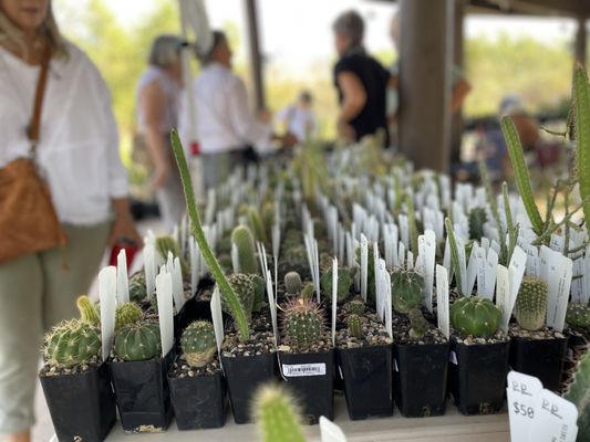 Tohono Chul | Gardens, Galleries, and Bistro by null